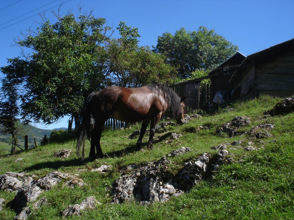 Holiday Park Zelenkovac Podrasnica Екстериор снимка
